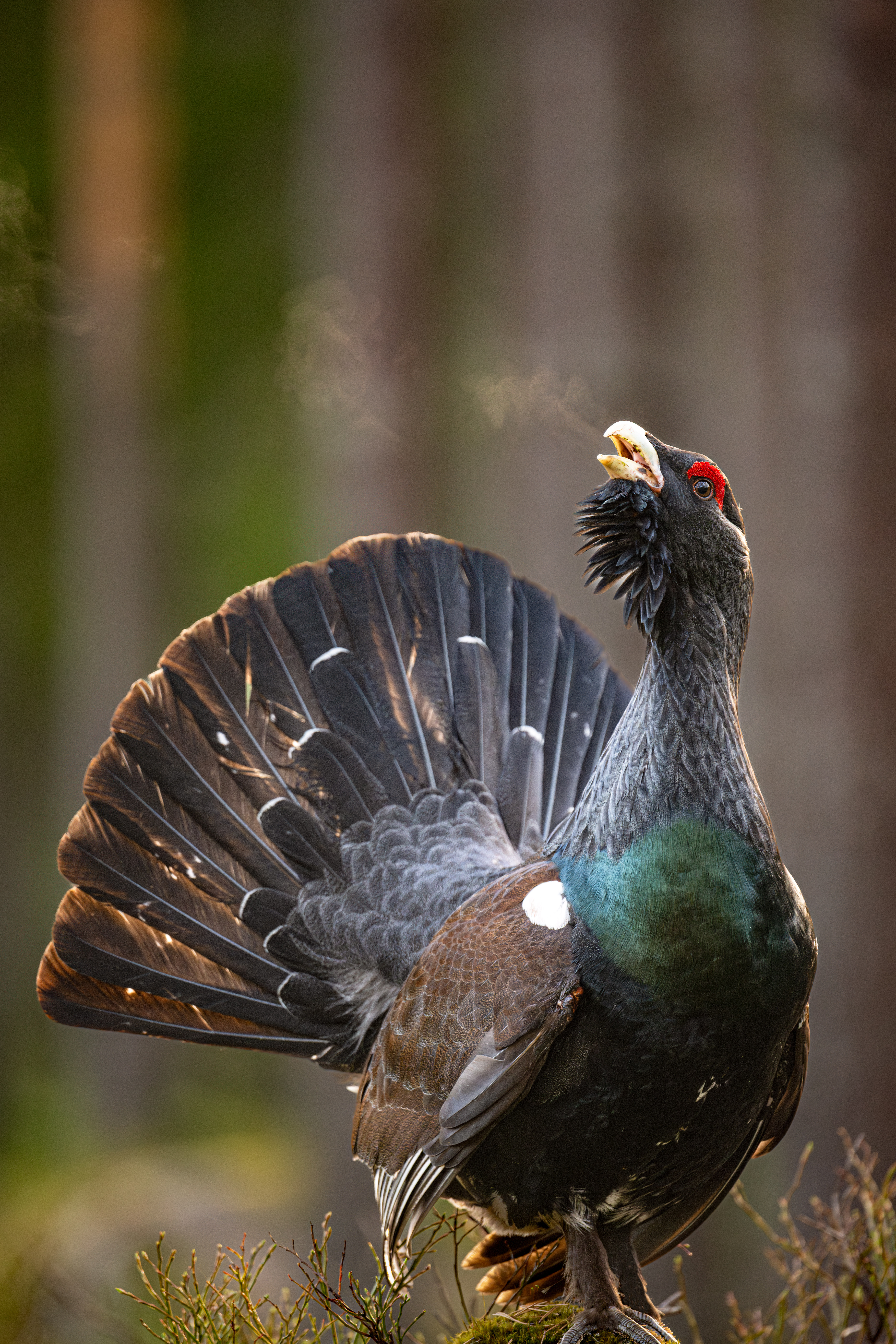 Etter ca 5000 forkjellige bilder og ca 75 netter ute. Fikk jeg endelig et bilde som er Tiuren verdig.