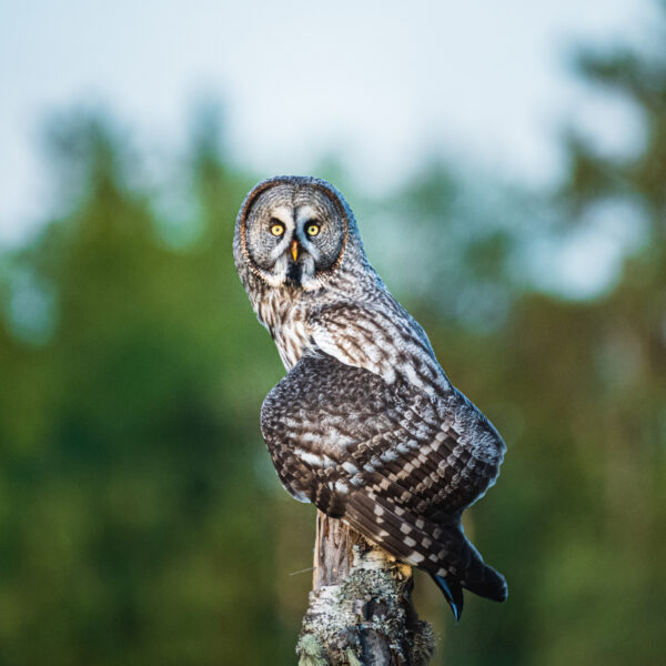 Strix Nebulosa in sunset