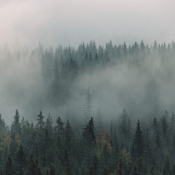 The Foggy Forest.