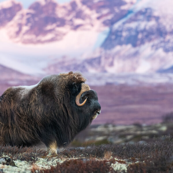 The musk ox and Snøhetta.