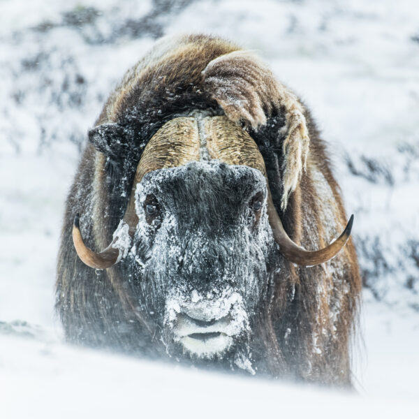 Personal with the Muskox