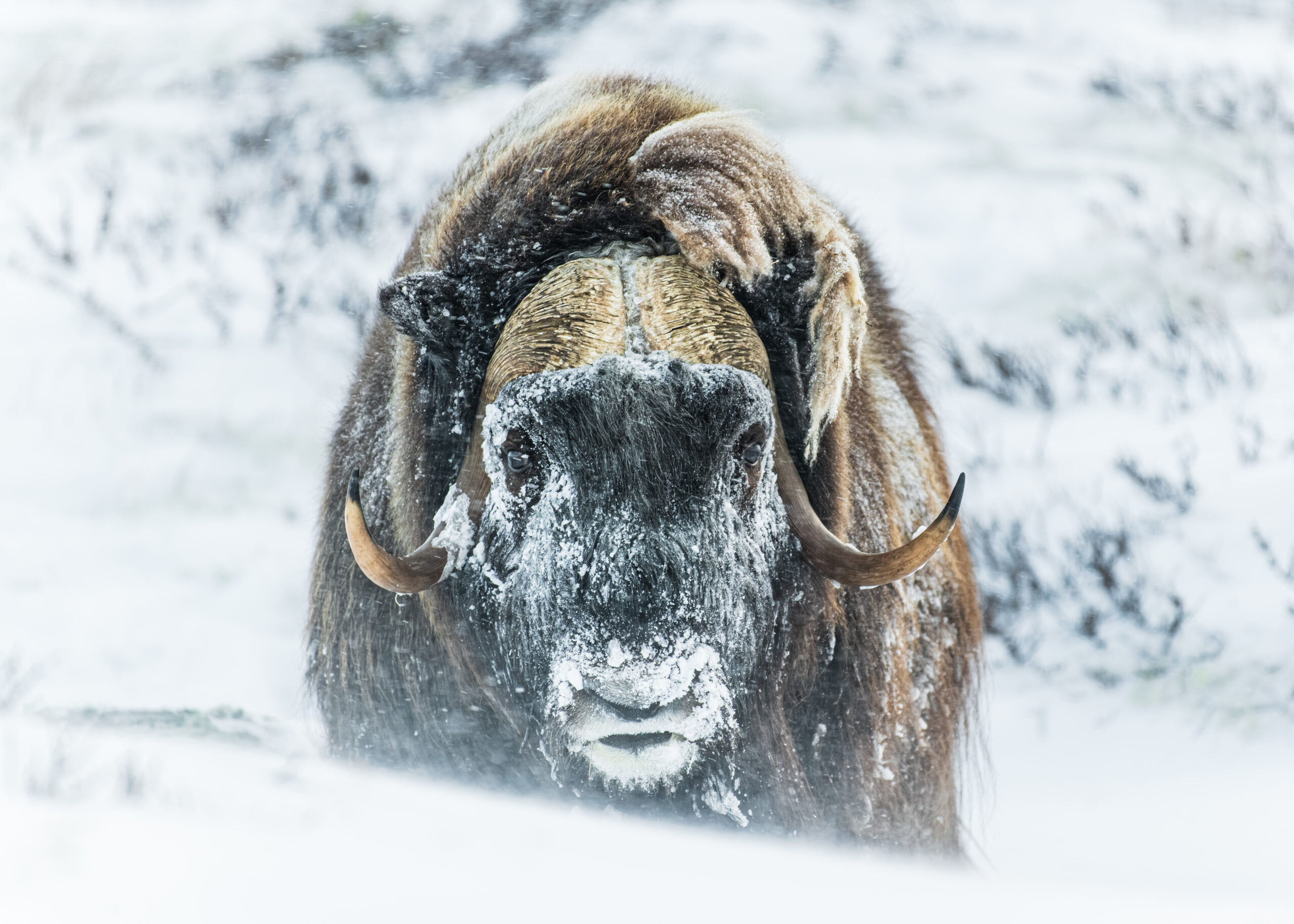 Personal with the Muskox
