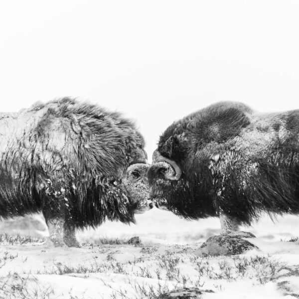 Muskox Love