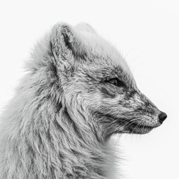 The white Arctic fox