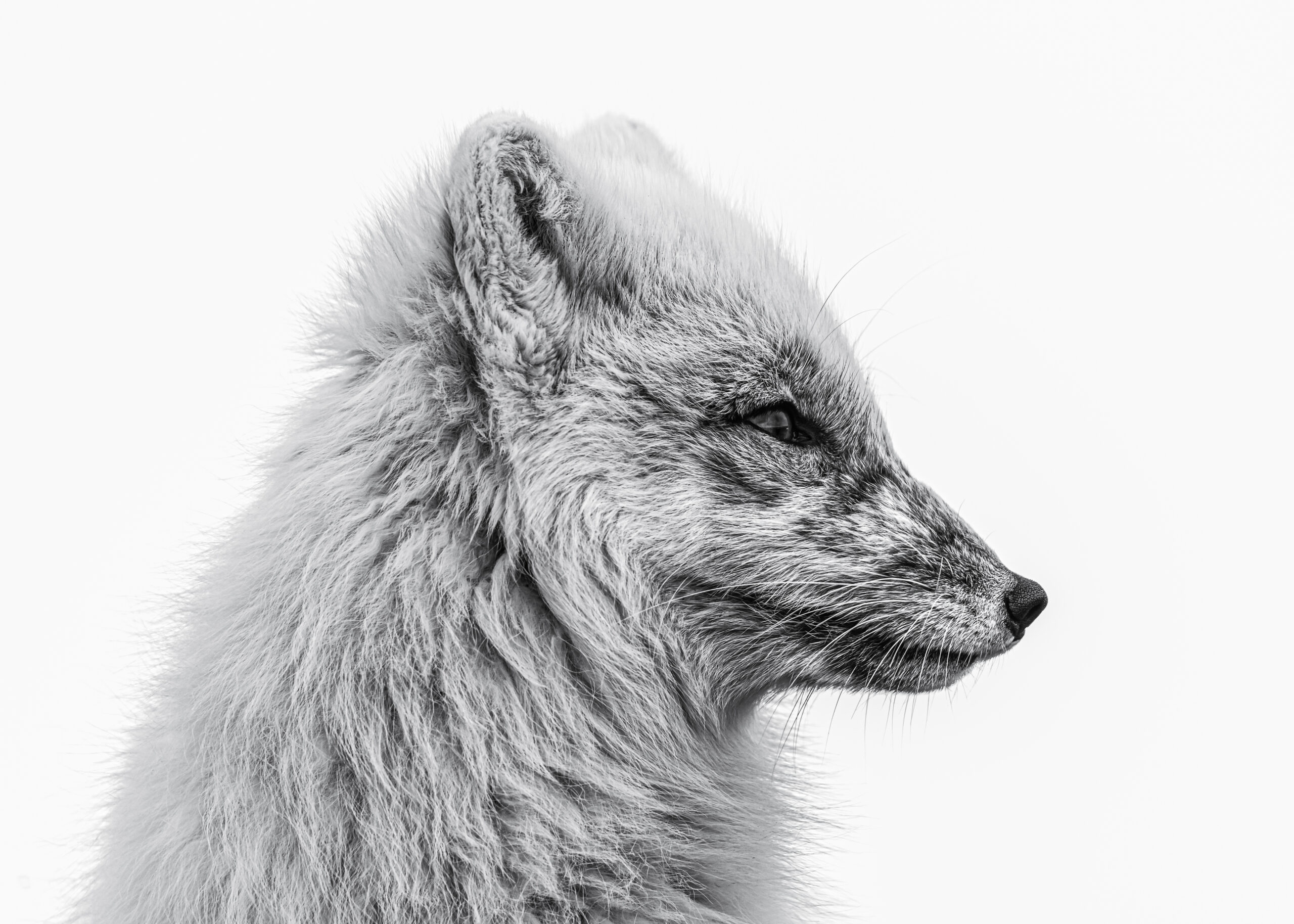 The white Arctic fox