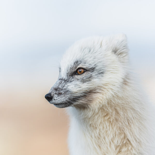 The Arctic fox