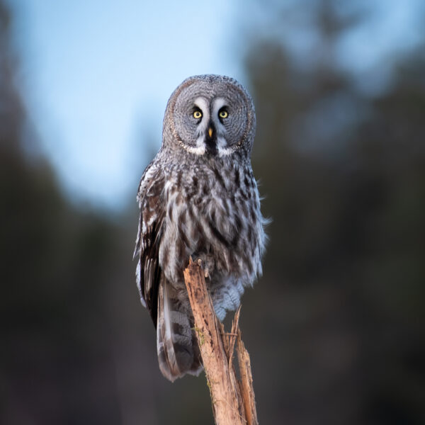 Great Grey Owl.