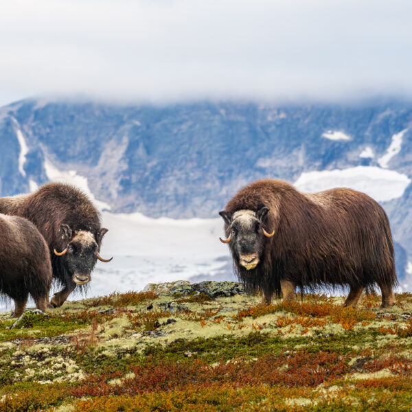 The family on the Hill.