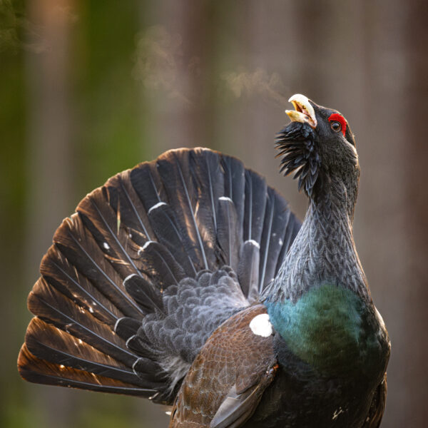 Etter ca 5000 forkjellige bilder og ca 75 netter ute. Fikk jeg endelig et bilde som er Tiuren verdig.